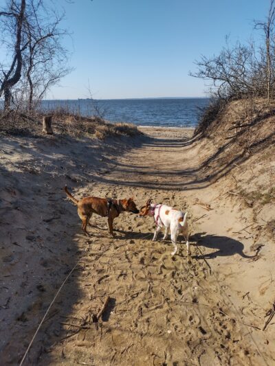 Sayreville Dog Park - Sayreville, NJ