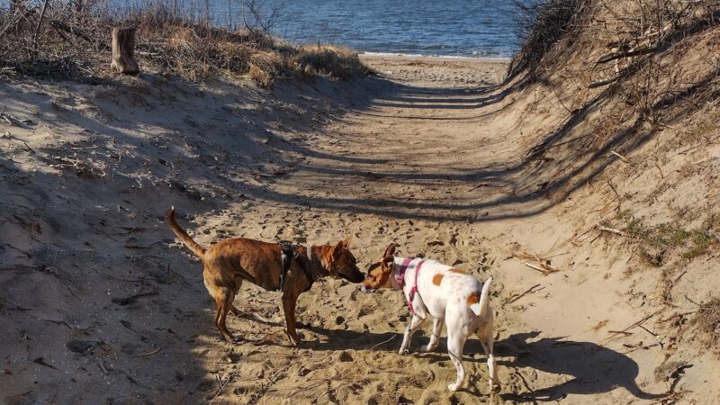 Sayreville Dog Park - Sayreville, NJ
