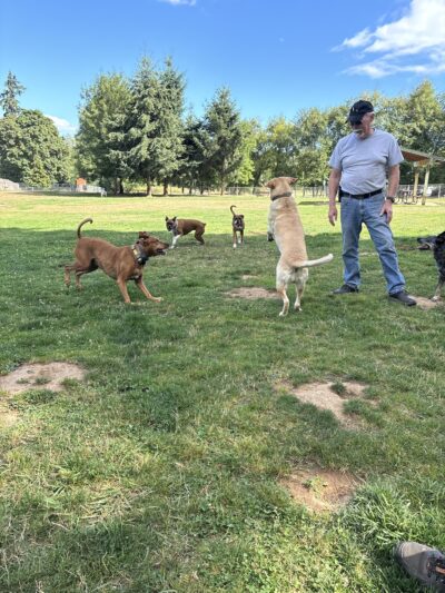 Scappoose Veterans Park - Dog Park - Scappoose, OR