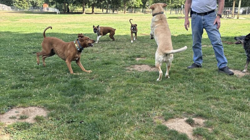 Scappoose Veterans Park - Dog Park - Scappoose, OR