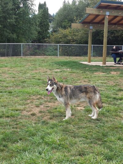 Scappoose Veterans Park - Dog Park - Scappoose, OR