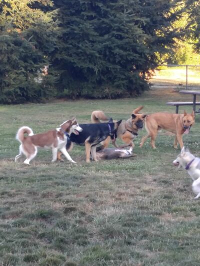 Scappoose Veterans Park - Dog Park - Scappoose, OR