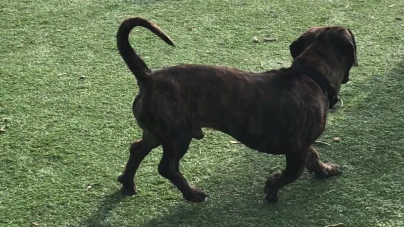 Schiller Park "Bark" Park - Schiller Park, IL