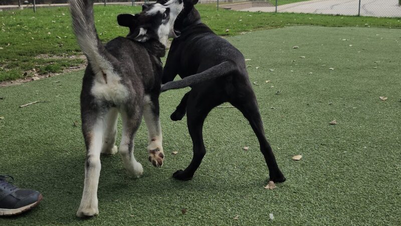 Schiller Park "Bark" Park - Schiller Park, IL