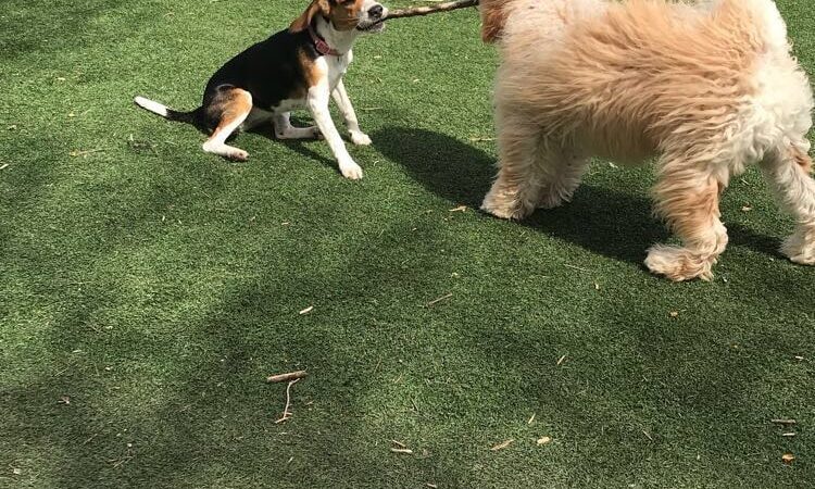 Schiller Park "Bark" Park - Schiller Park, IL