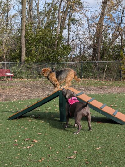 Schiller Park "Bark" Park - Schiller Park, IL