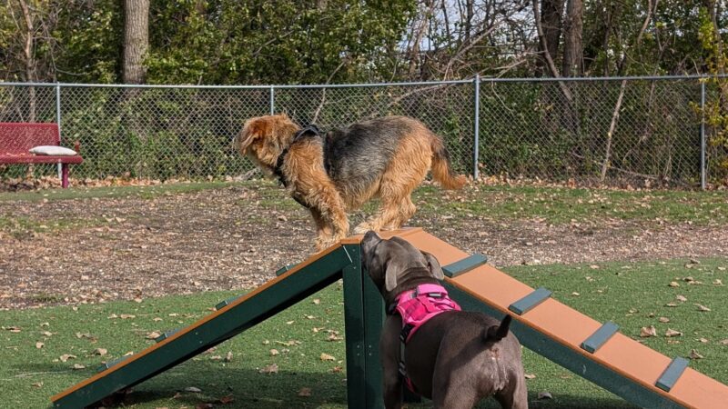 Schiller Park "Bark" Park - Schiller Park, IL