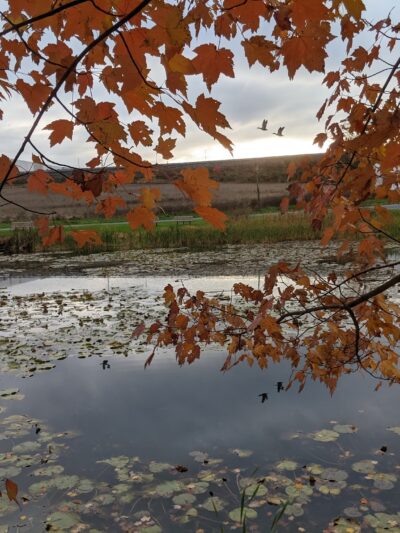 Johnson's Pond Wildlife Park - Schnecksville, PA