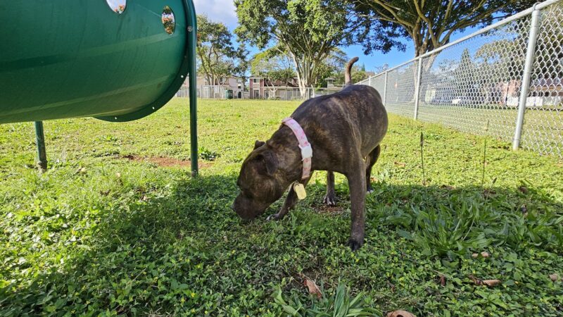 Schofield Barracks Dog Park - Schofield Barracks, HI
