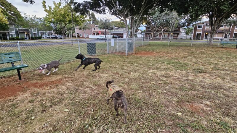 Schofield Barracks Dog Park - Schofield Barracks, HI