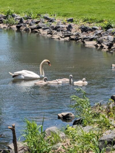 Bubeck Park - Schuylkill Haven, PA