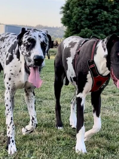 RidgeStables LLC Doggie daycare and pet boarding - Scio, OR