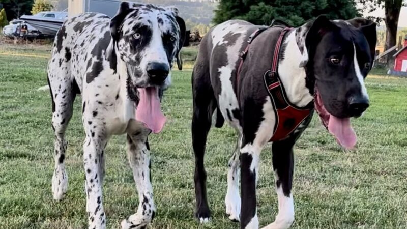 RidgeStables LLC Doggie daycare and pet boarding - Scio, OR