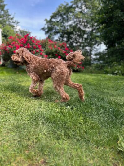 RidgeStables LLC Doggie daycare and pet boarding - Scio, OR