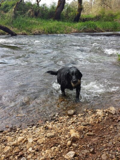 Roaring River County Park - Scio, OR