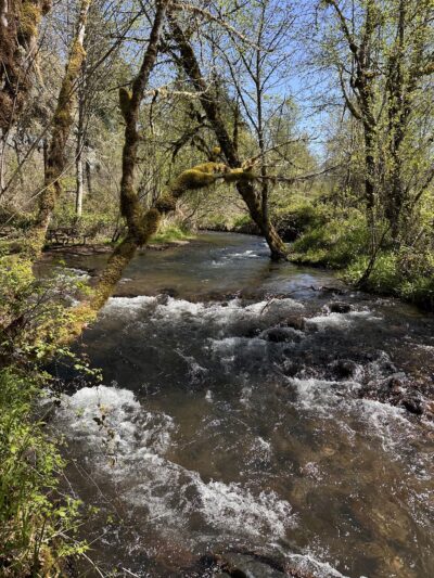 Roaring River County Park - Scio, OR