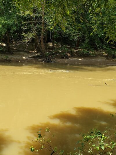 Banister River North Wildlife Management Area - Scottsburg, VA