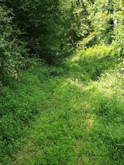 Banister River North Wildlife Management Area - Scottsburg, VA