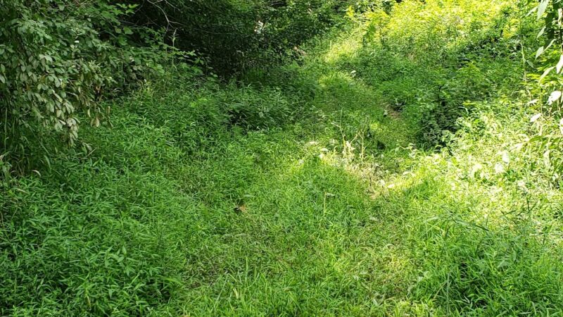 Banister River North Wildlife Management Area - Scottsburg, VA