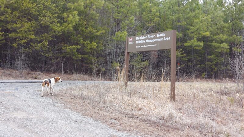 Banister River North Wildlife Management Area - Scottsburg, VA