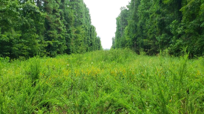 Banister River North Wildlife Management Area - Scottsburg, VA