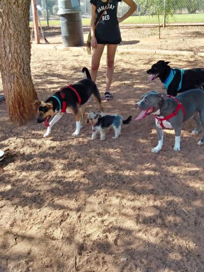 Horizon Dog Park - Scottsdale, AZ