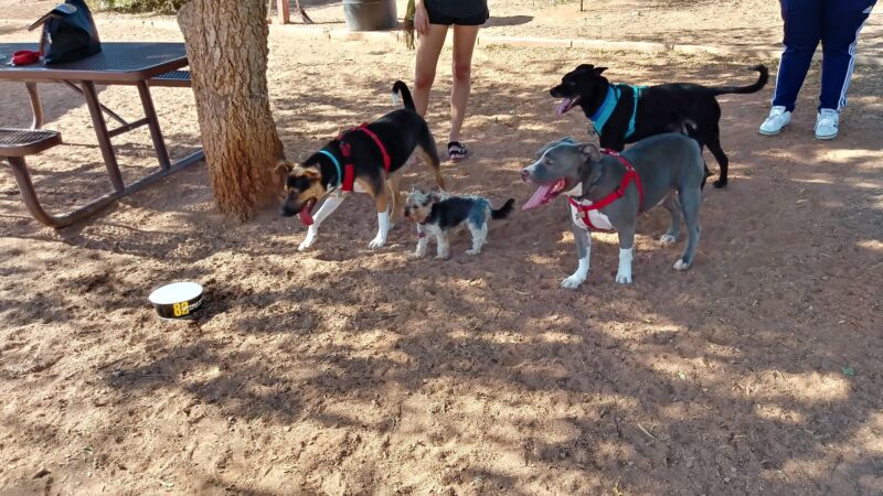 Horizon Dog Park - Scottsdale, AZ