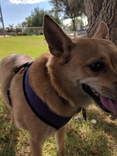 Horizon Dog Park - Scottsdale, AZ
