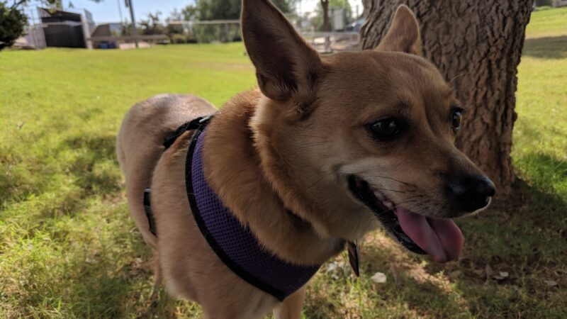 Horizon Dog Park - Scottsdale, AZ
