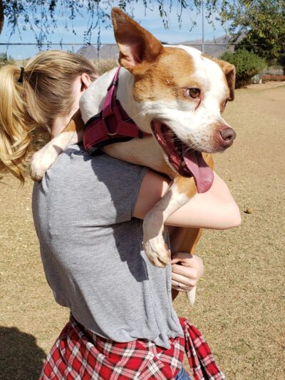 Horizon Dog Park - Scottsdale, AZ