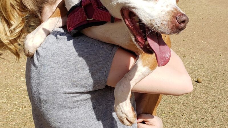Horizon Dog Park - Scottsdale, AZ