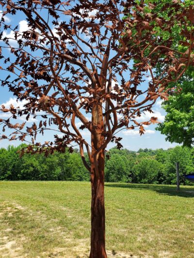 Dumont Hill At Dugas Community Park - Scottsville, KY