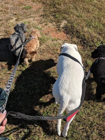 Levee Walk - Scottsville, VA