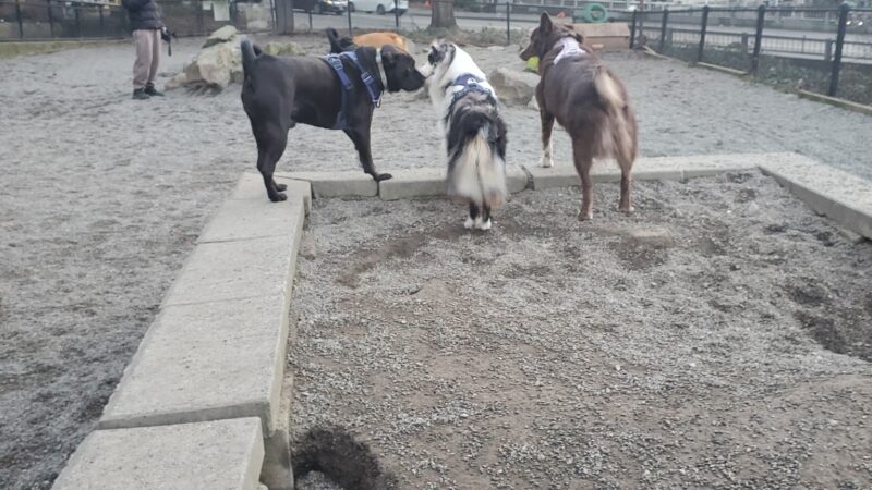 Plymouth Pillars Dog Park - Seattle, WA