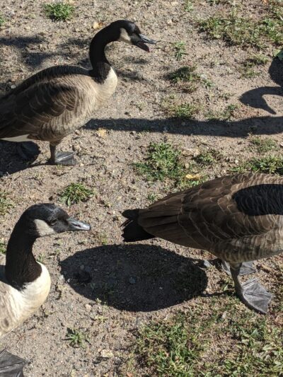 Duck Pond Park - Fishing Place - Secaucus, NJ