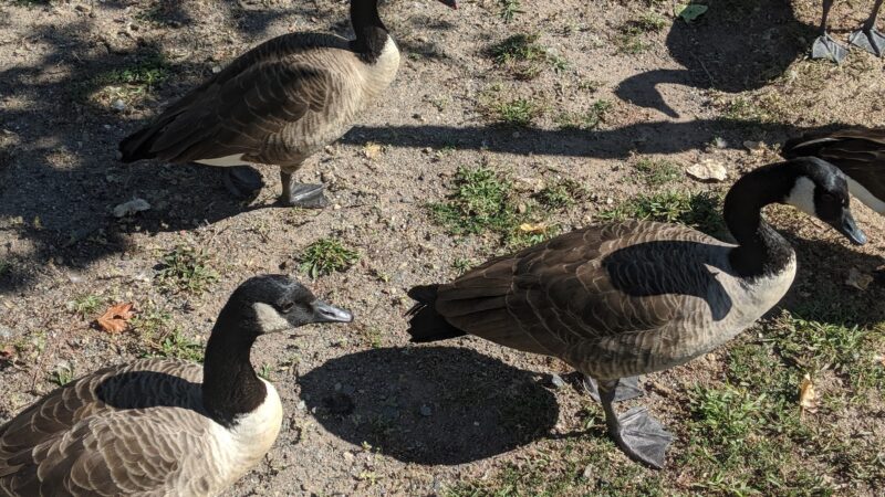 Duck Pond Park - Fishing Place - Secaucus, NJ