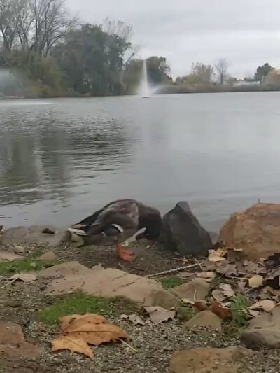 Duck Pond Park - Fishing Place - Secaucus, NJ