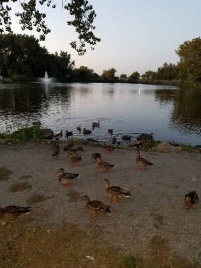 Duck Pond Park - Fishing Place - Secaucus, NJ