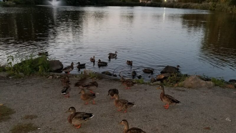 Duck Pond Park - Fishing Place - Secaucus, NJ