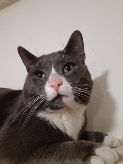 Secaucus Animal Shelter - Secaucus, NJ