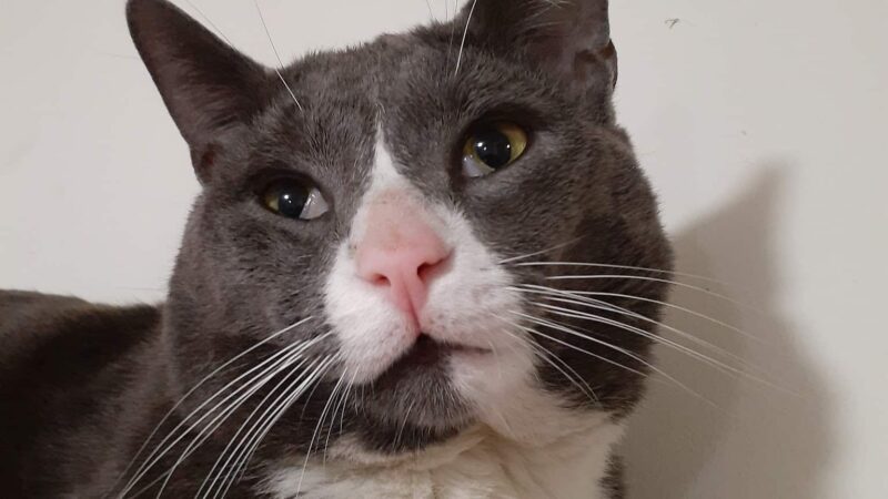 Secaucus Animal Shelter - Secaucus, NJ