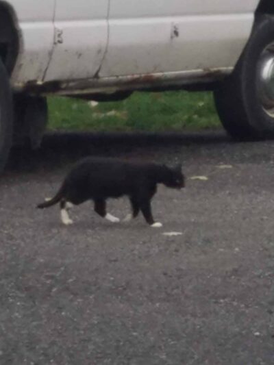 Secaucus Animal Shelter - Secaucus, NJ