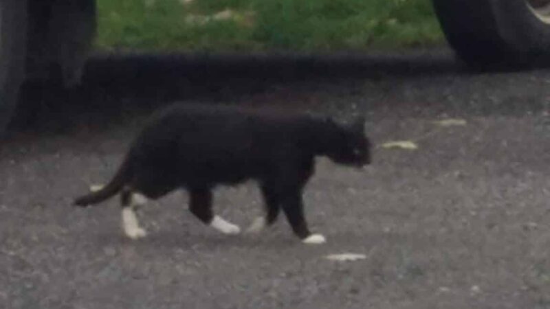 Secaucus Animal Shelter - Secaucus, NJ