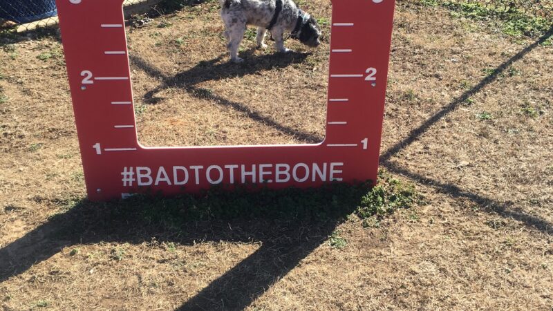 Dixie Park Splash Pad and Dog Park - Selmer, TN