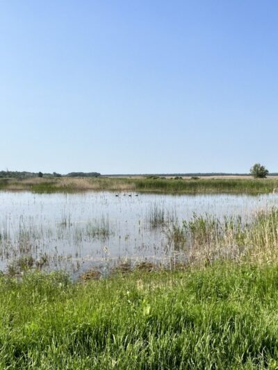 Montezuma National Wildlife Refuge - Seneca Falls, NY