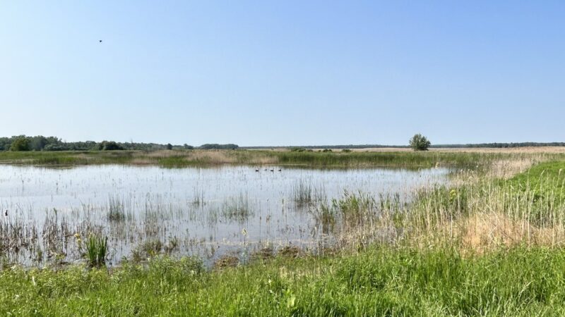 Montezuma National Wildlife Refuge - Seneca Falls, NY