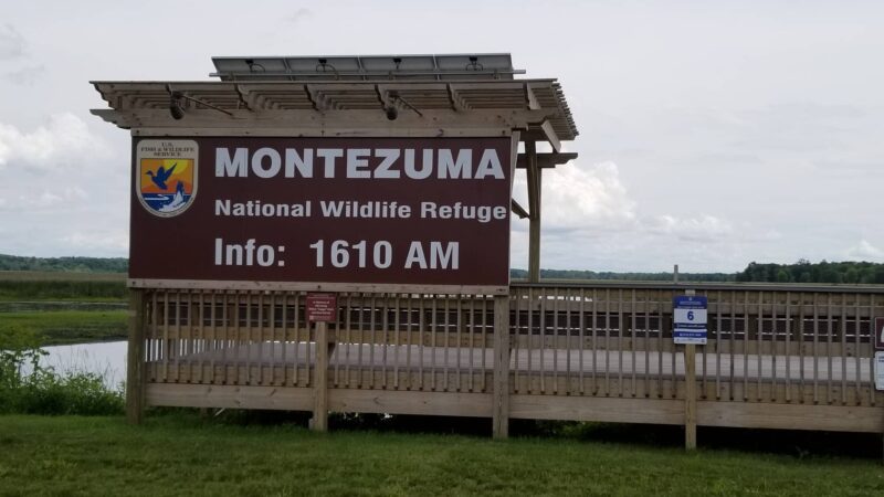 Montezuma National Wildlife Refuge - Seneca Falls, NY
