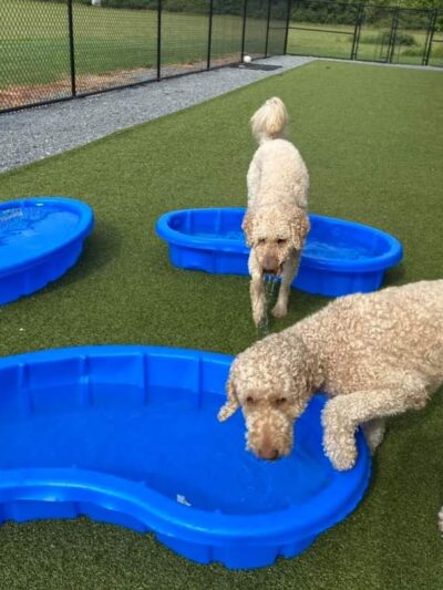 Phoebe's K9 Resort - Seneca Falls, NY