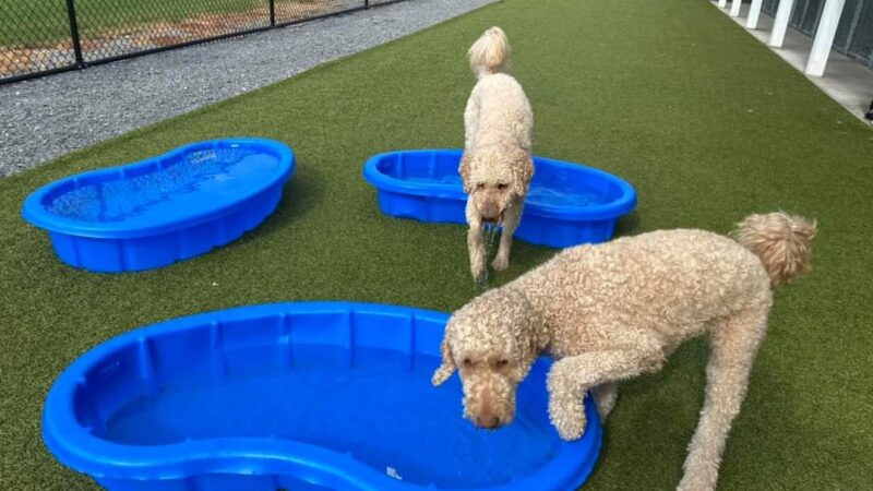Phoebe's K9 Resort - Seneca Falls, NY
