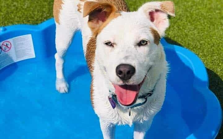 Phoebe's K9 Resort - Seneca Falls, NY